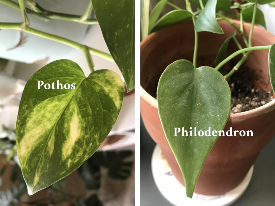 Pothos vs. Philodendron