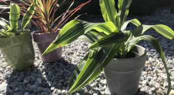 A Short and Simple Guide to Dracaena