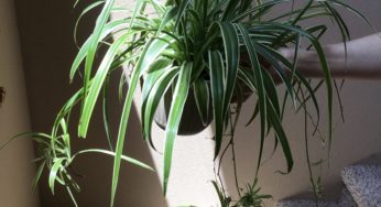 A Short and Simple Guide to Spider Plants