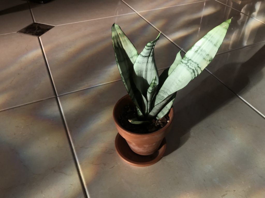 Sansevieria moonshine