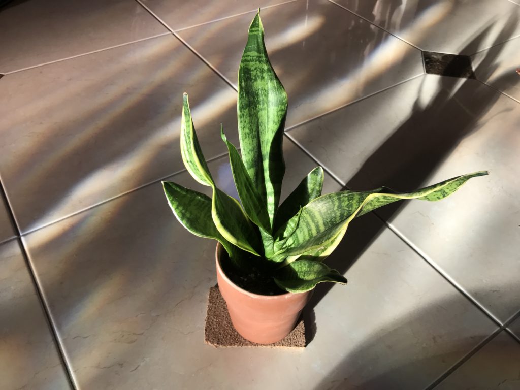 Sansevieria fasciata laurentii