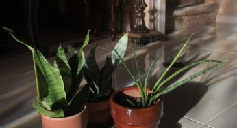A Short and Simple Guide to Sansevieria Plants