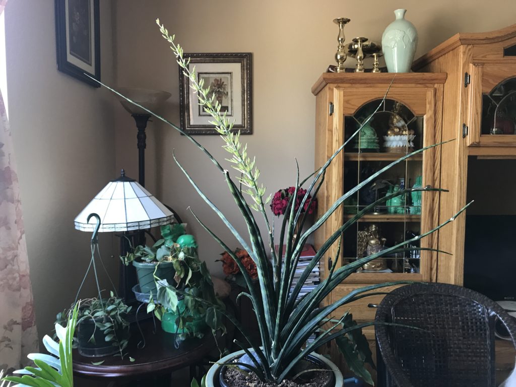 Sansevieria in bloom