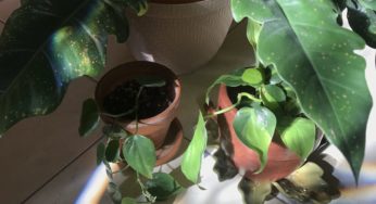 A Short and Simple Guide to Philodendron