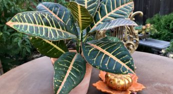A Short and Simple Guide to Crotons