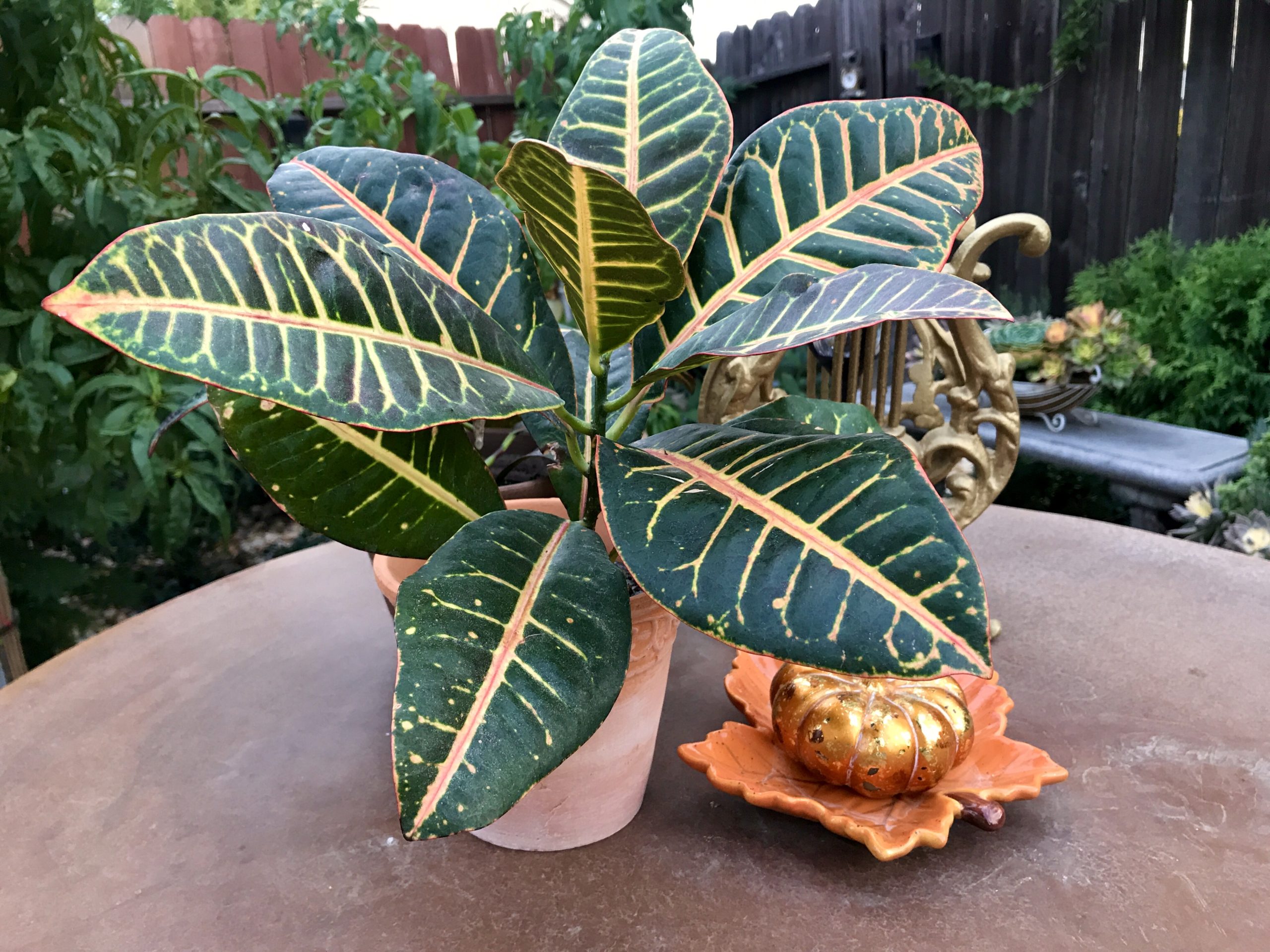 Croton Plant