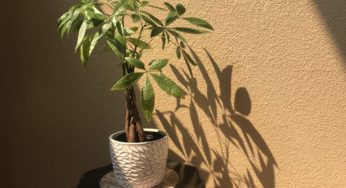 A Short and Simple Guide to Money Trees