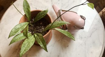 Plant Overview: Hoya Pubicalyx