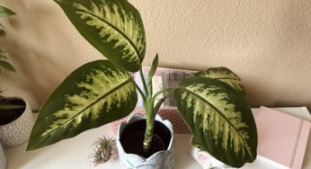 Short and Simple Guide to Dieffenbachia 