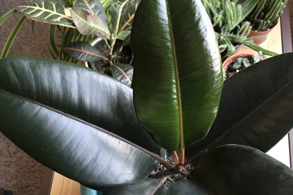 Glossy ficus elastica burgundy