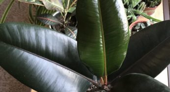Should you clean your leaves?