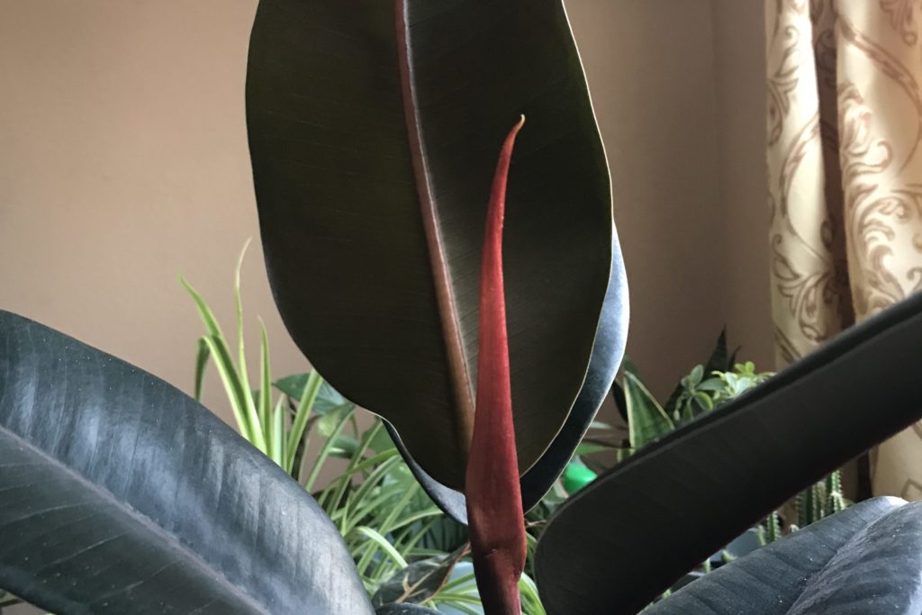 Ficus elastica burgundy