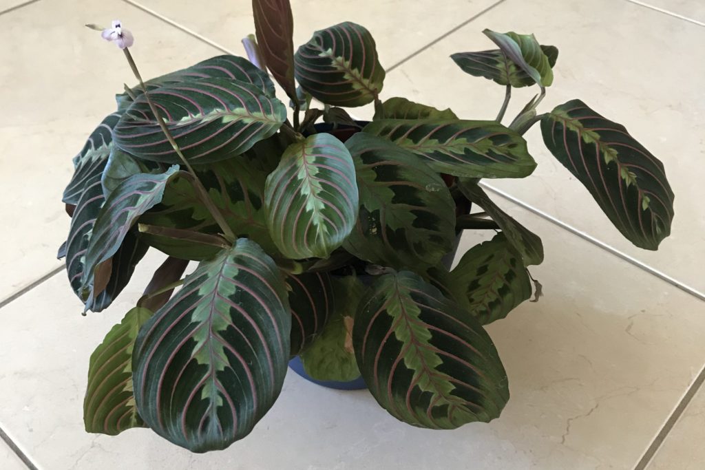 Maranta plant