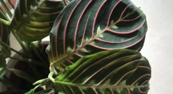 A short and simple guide to maranta plants