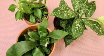Plant Update: Mini plant haul at my local nursery and Grocery Outlet