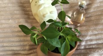 Plant update: Peperomia marcello