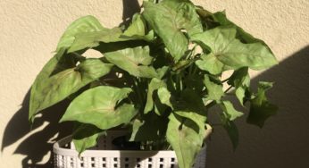 A guide to arrowhead plants