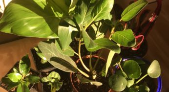 Plant haul: Hirt’s Garden + Grocery Outlet