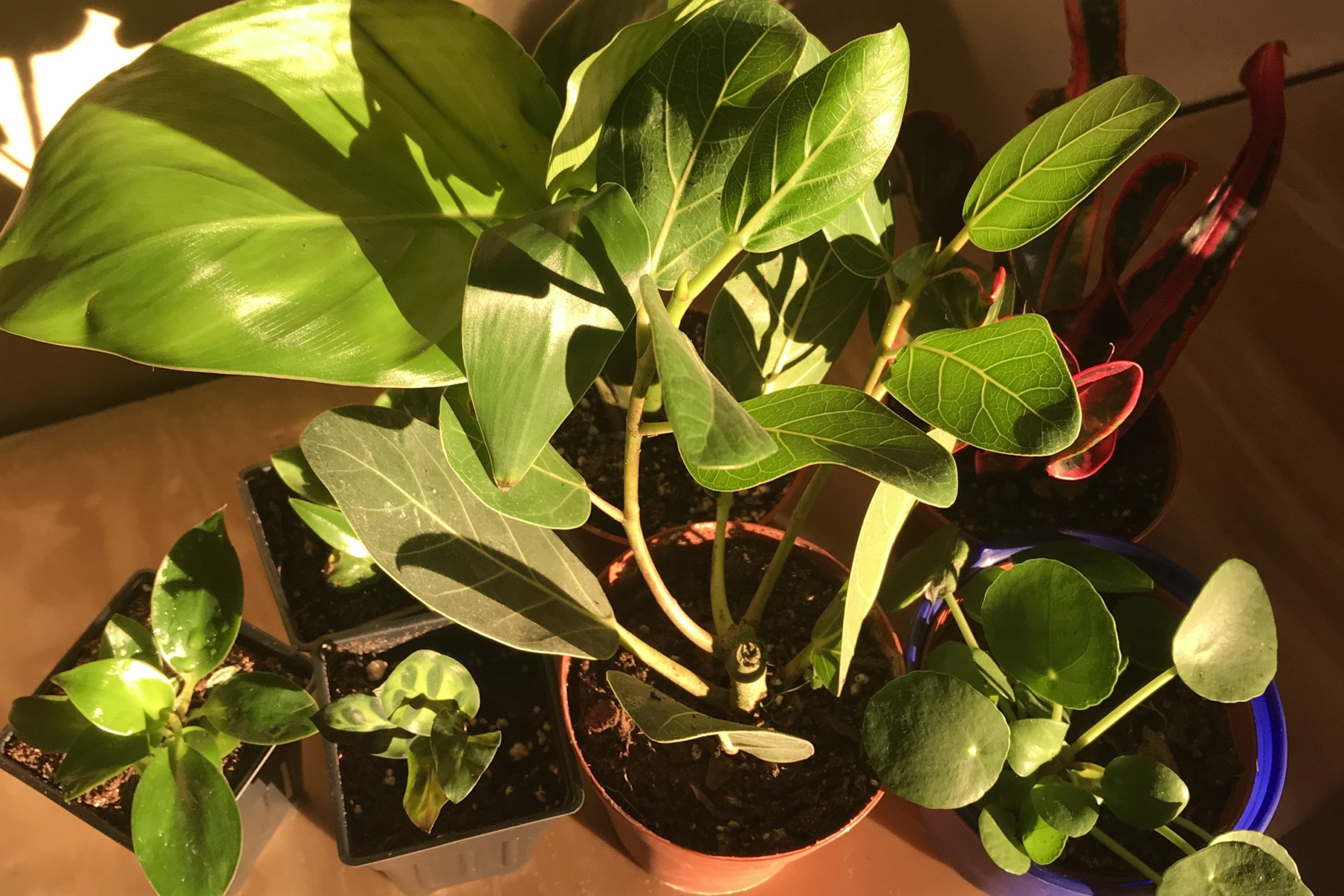 Plant Haul