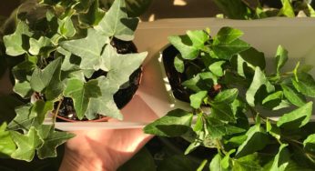 All about the ivy plant — AKA hedera helix