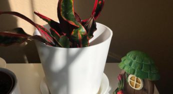 Which is the better pot material: Plastic or terracotta?