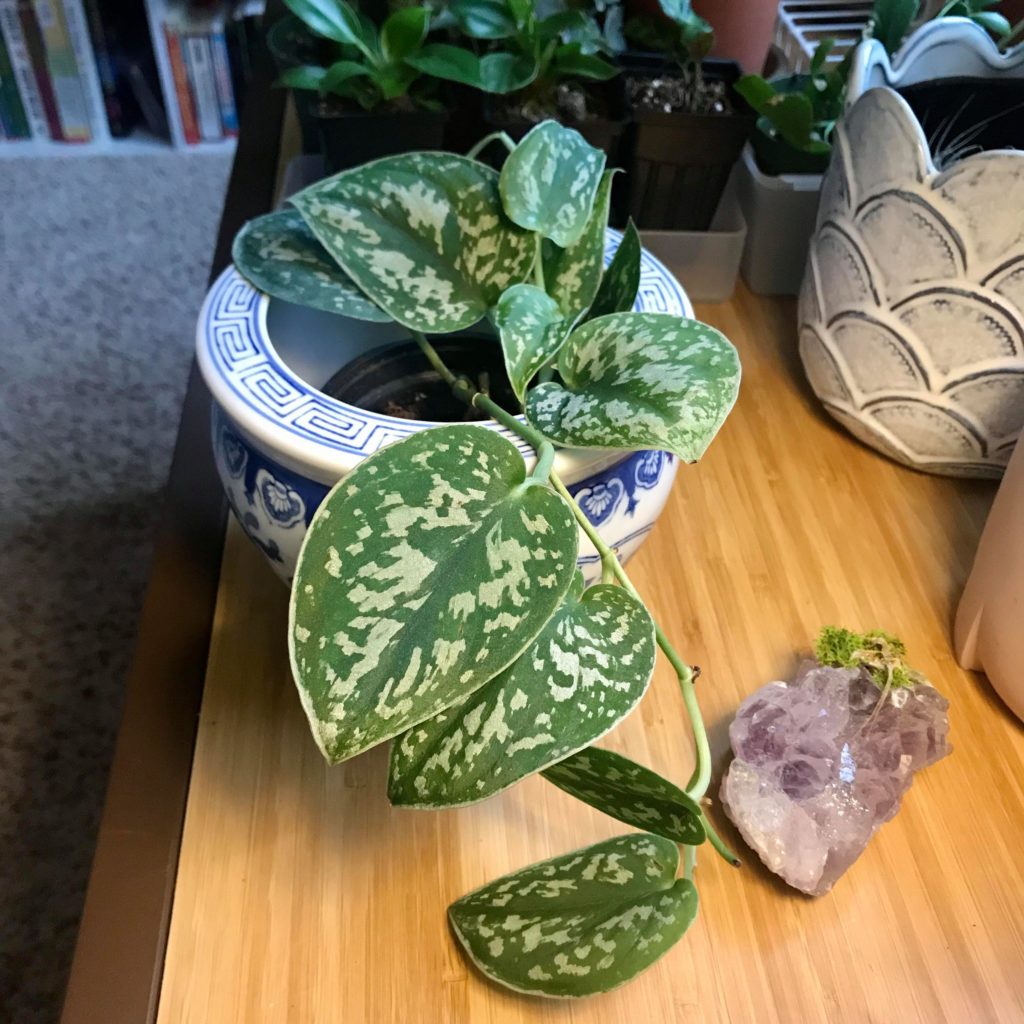 Scindapsus