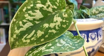 What is the difference between scindapsus and pothos?
