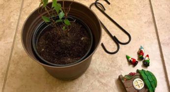 Planting on a budget: Gardening supplies from Dollar Tree
