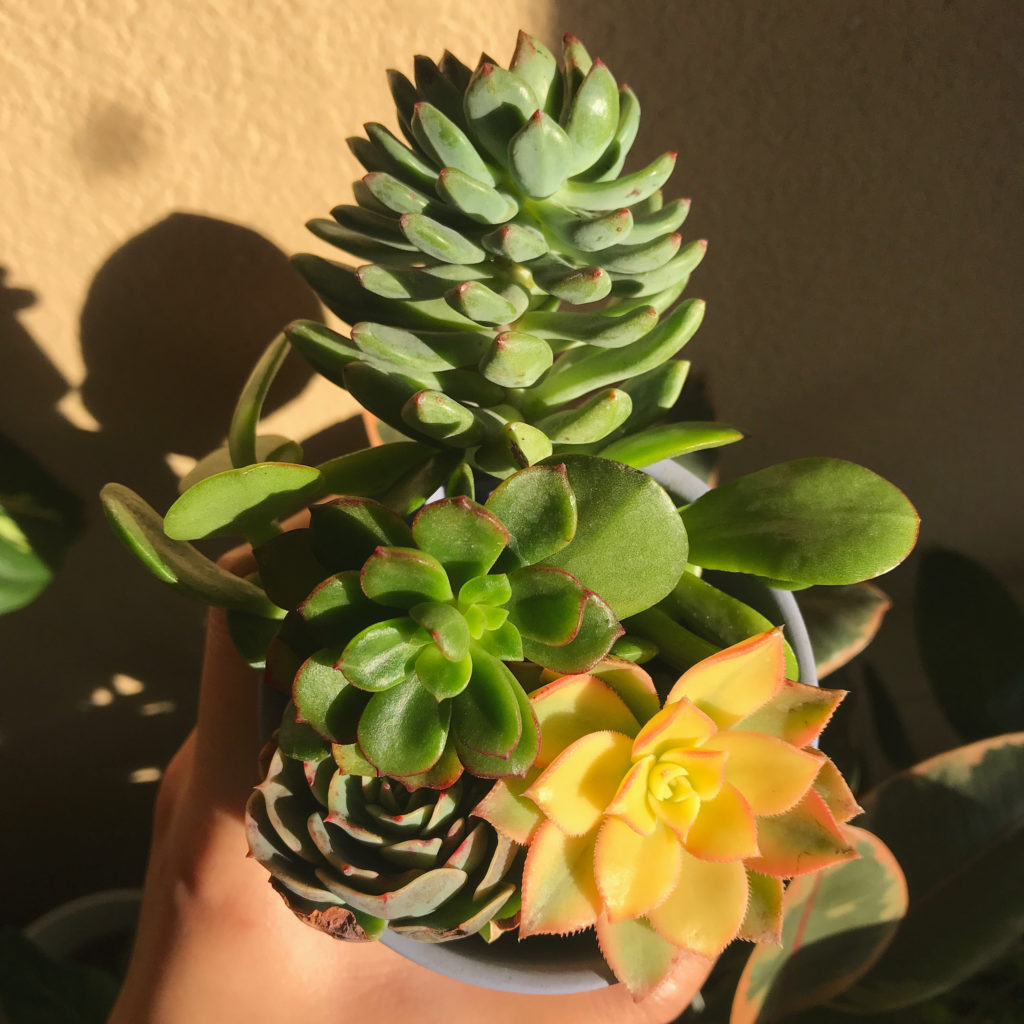 Echeveria