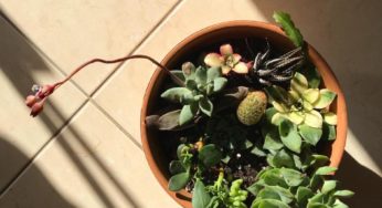 How to build a succulent container garden