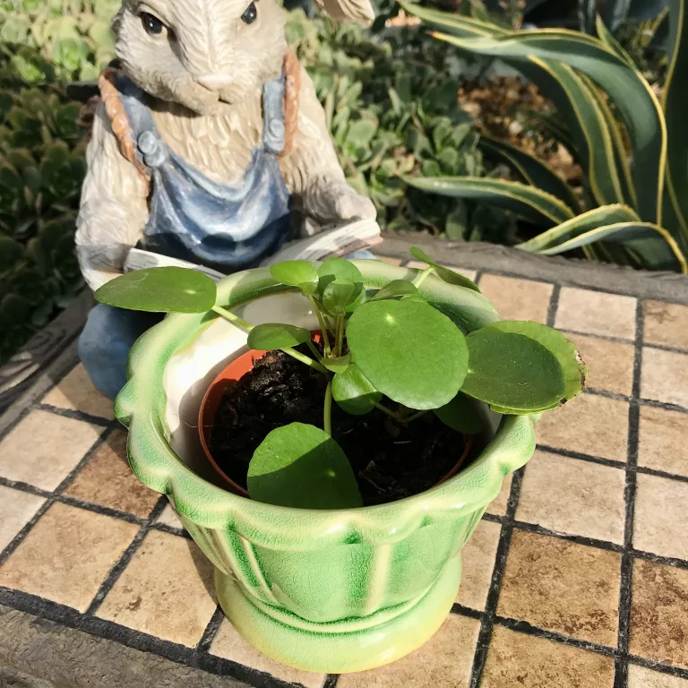 Pilea in green planter
