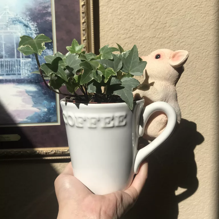Ivy in coffee mug