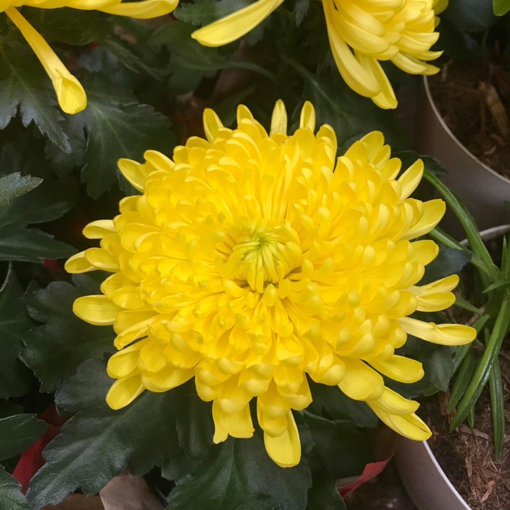 lunar new year mum