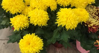 Growing lucky plants for Lunar New Year