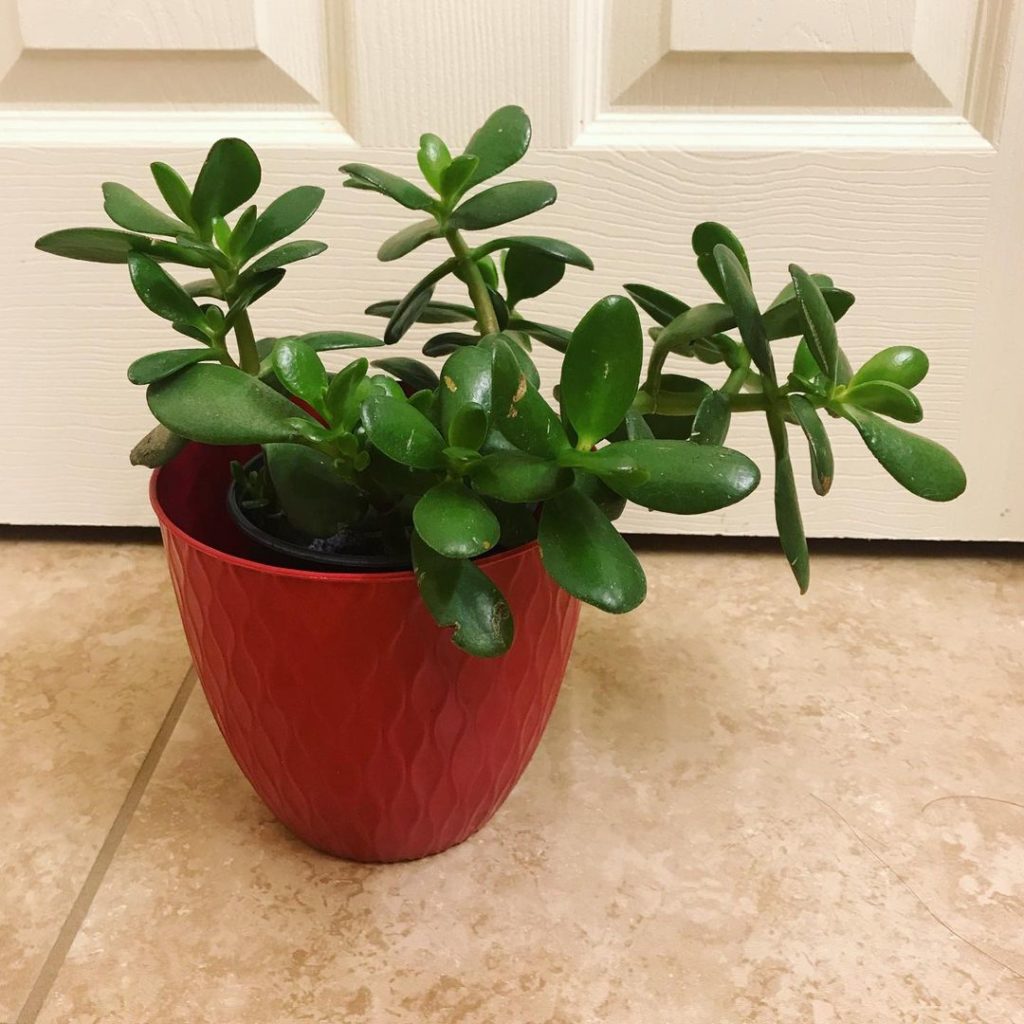 jade plant