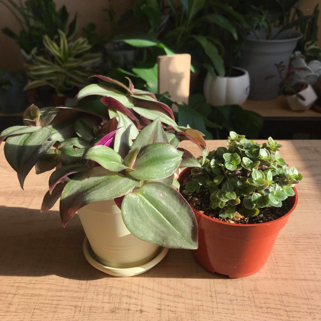 Tradescantia and callisia repens