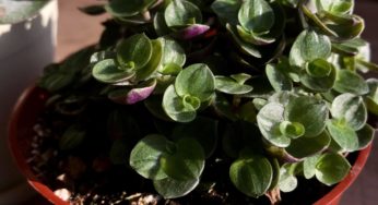 Growing the callisia repens plant