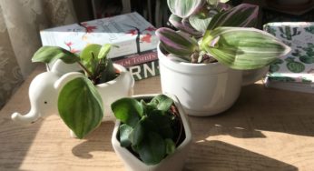Featuring another plant haul