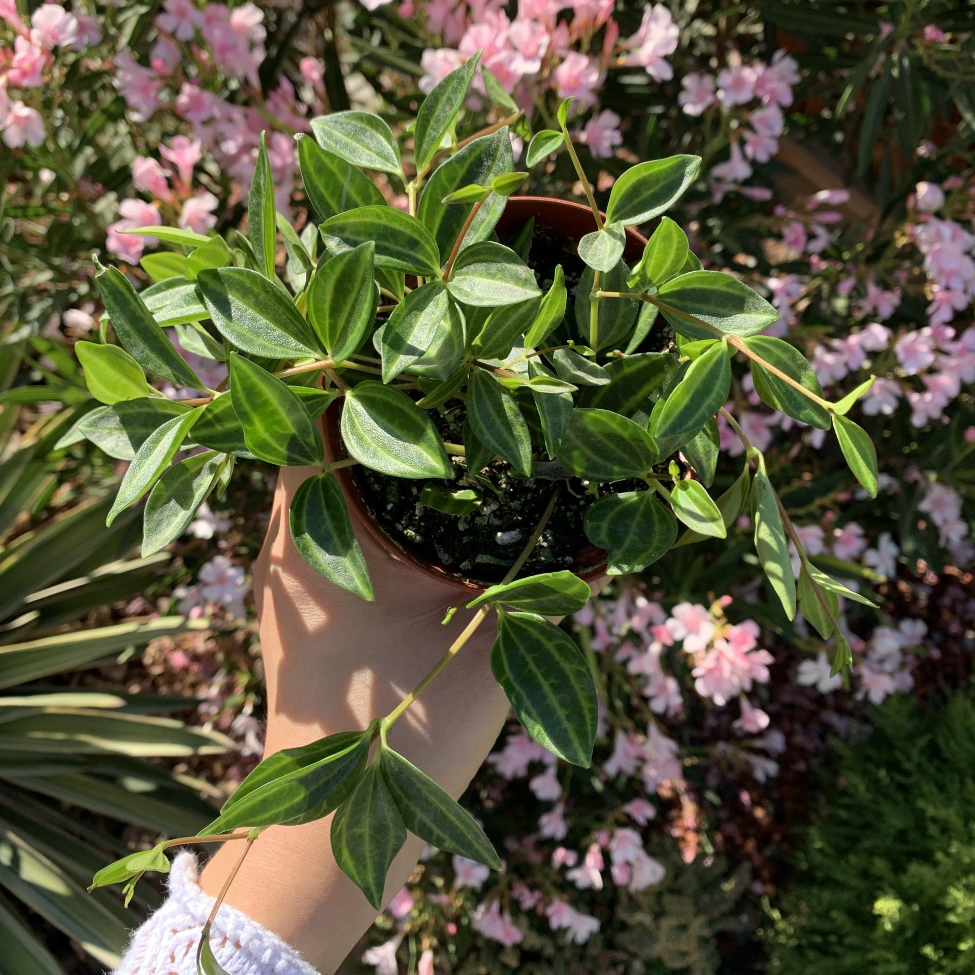 peperomia angulata