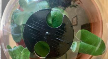 Review: Dollar Tree bell cloche