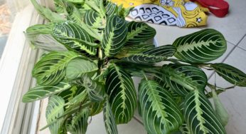 Growing easy-care prayer plants