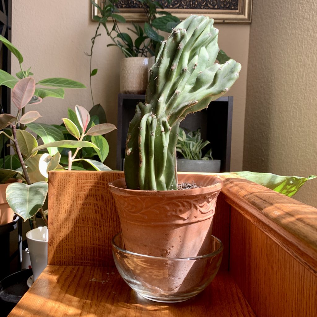 Cactus in pot