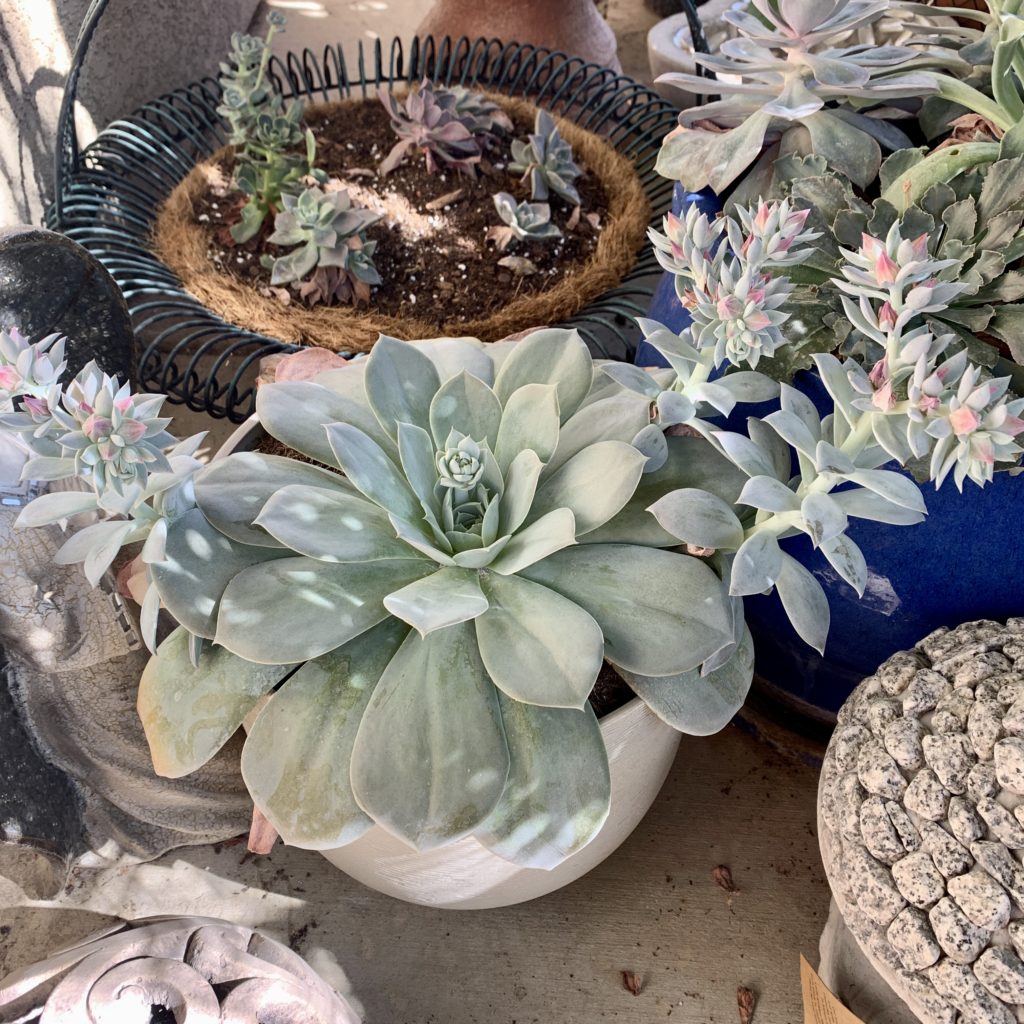 Flowering echeveria