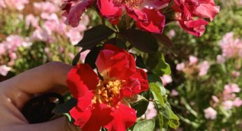 Deadheading flowers