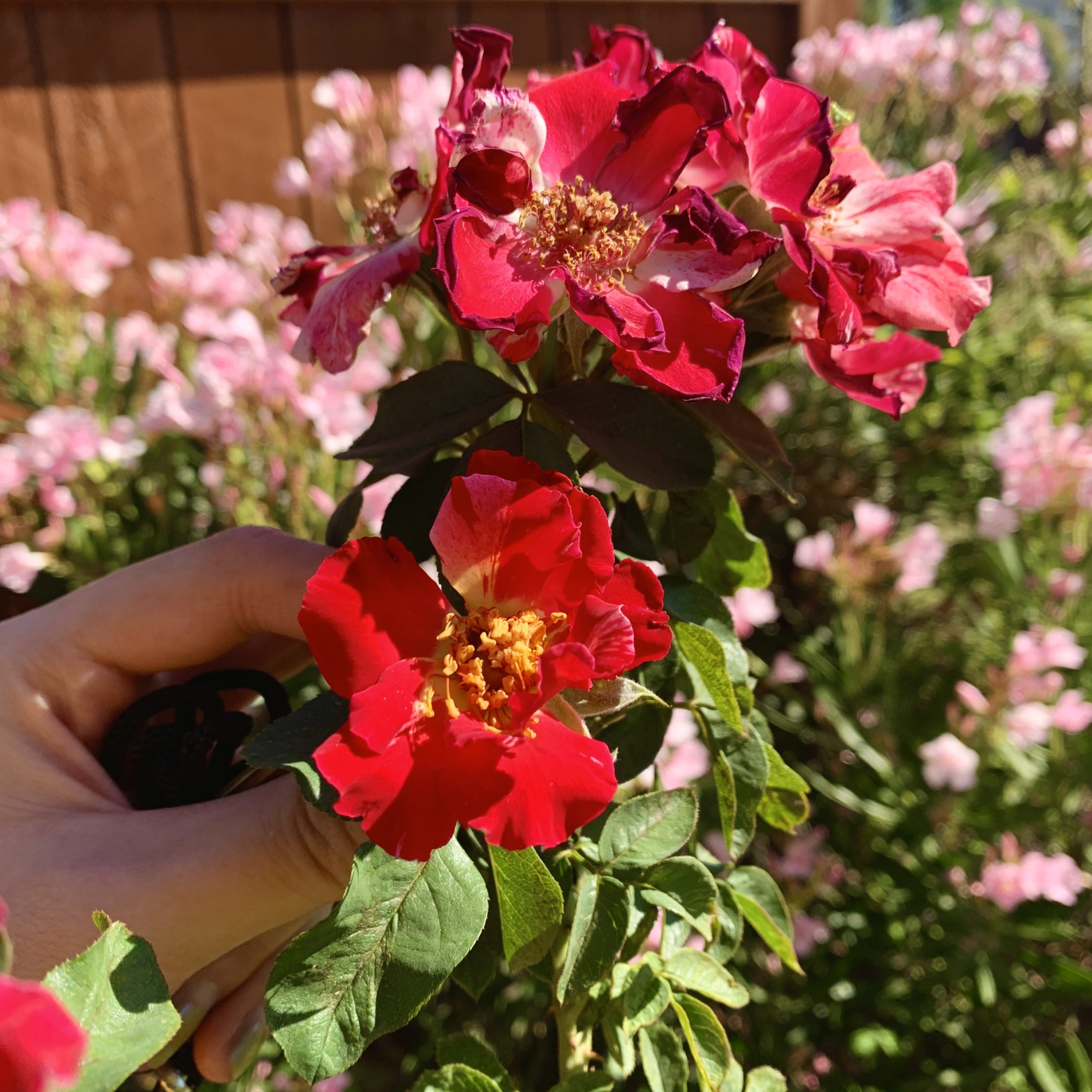 Red roses blooming