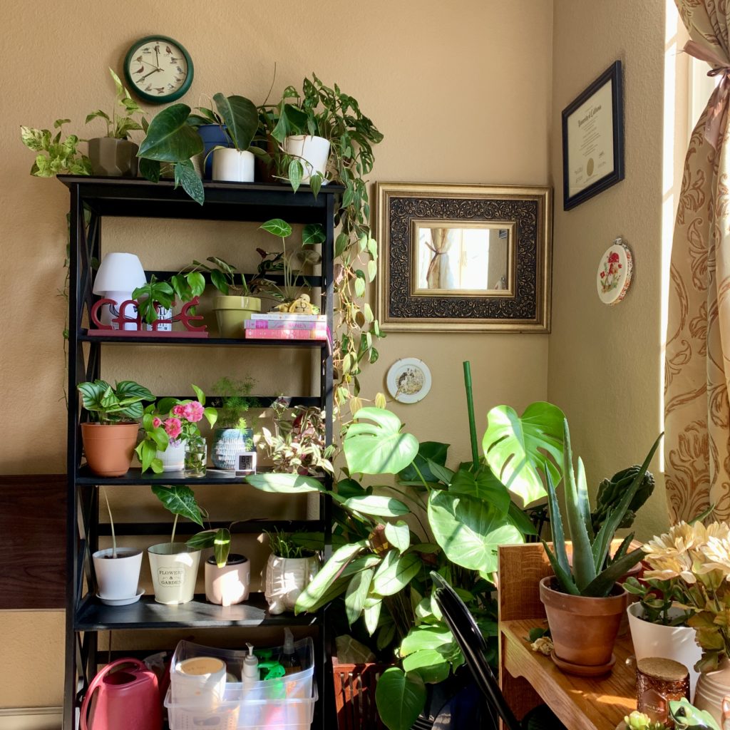 Plants on a shelf