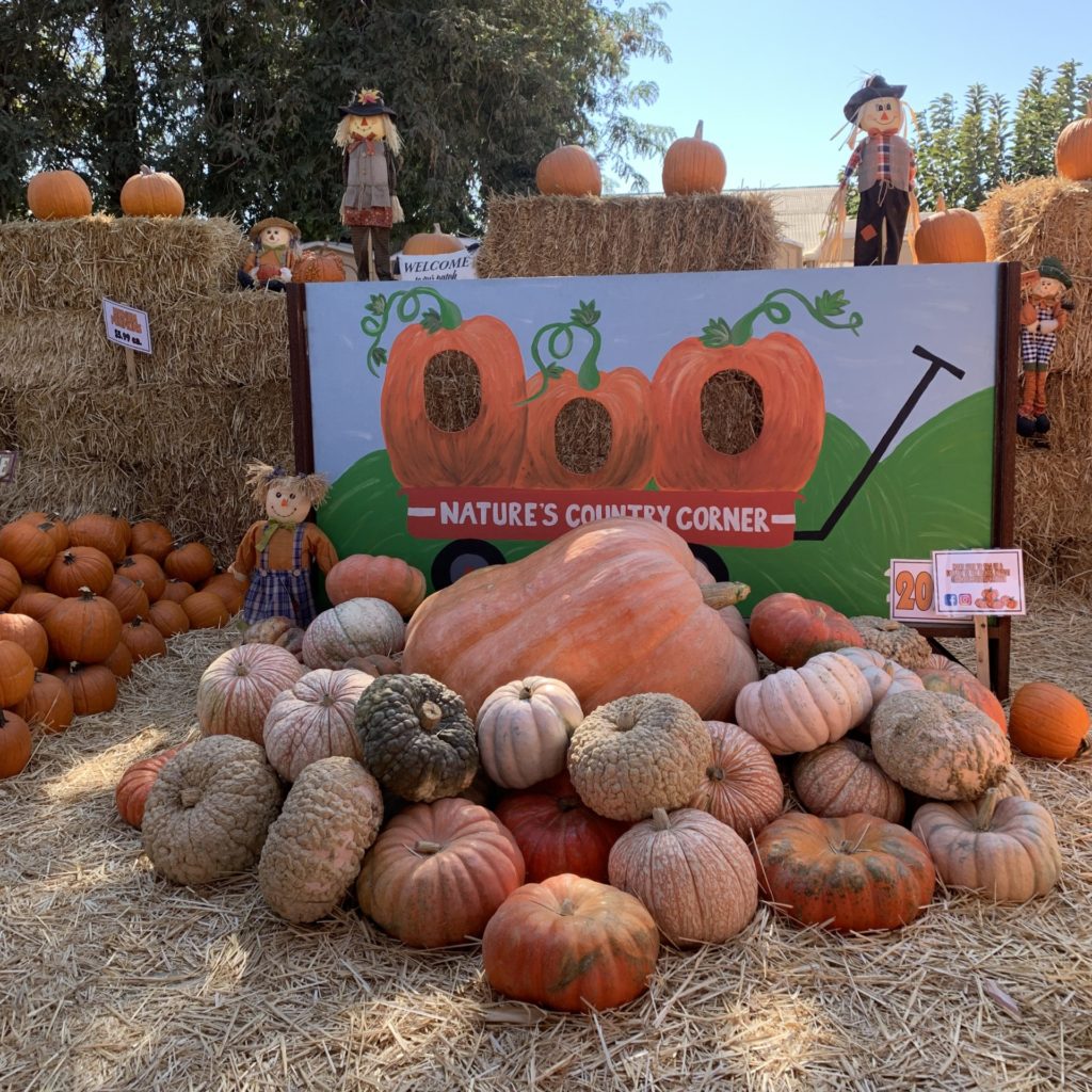 Pumpkin patch