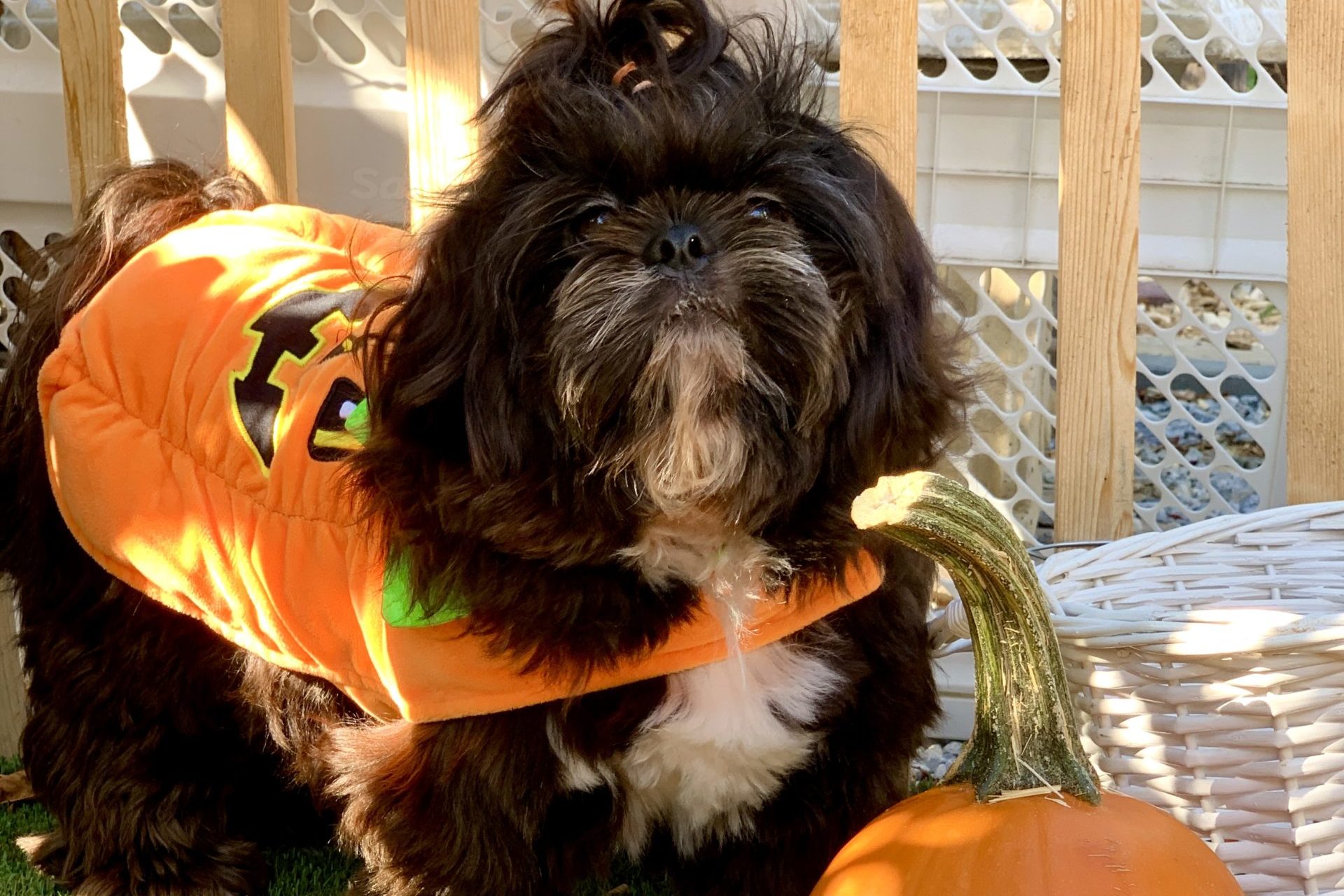 Black and white shih tzu dog next to pumpkins