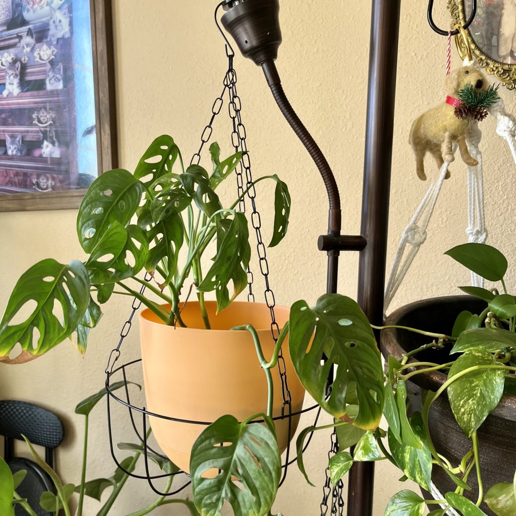 Monstera adansonii in hanging basket