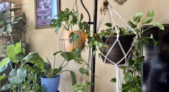Shopping Dollar Tree’s hanging planter accessories!